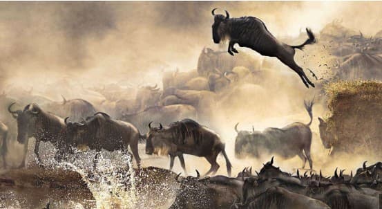 Serengeti safari plains